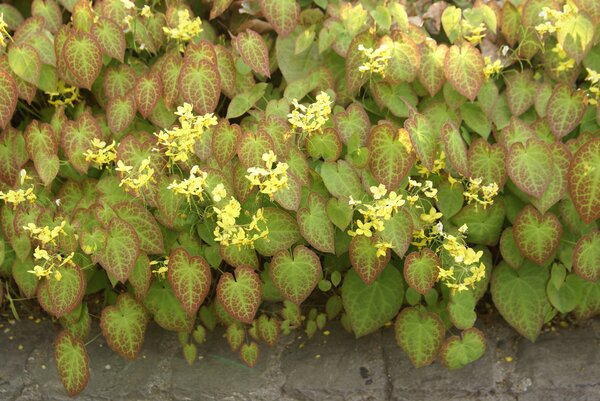 Epimedium versicolor Sulphureum, Elfenspiegel, blhend