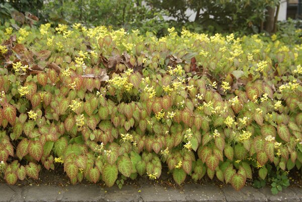 Epimedium versicolor Sulphureum, Elfenblume