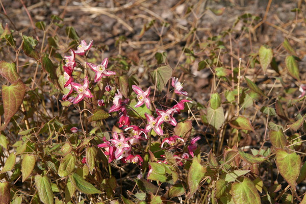 Epimedium x rubrum