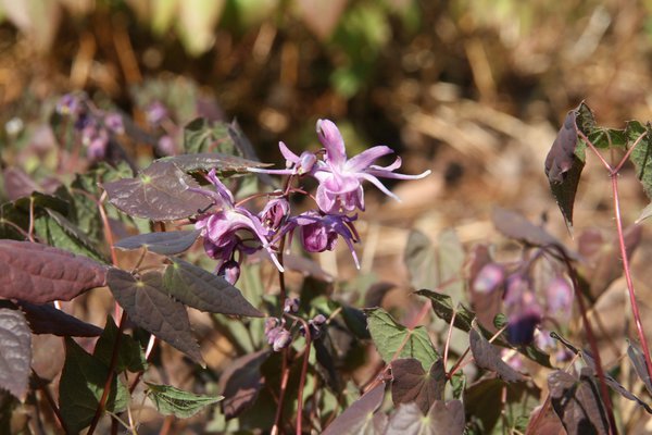 Epimedium grandiflorum 'Lilafee'