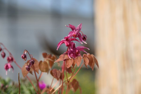 Epimedium grandiflorum 'Rose Queen'