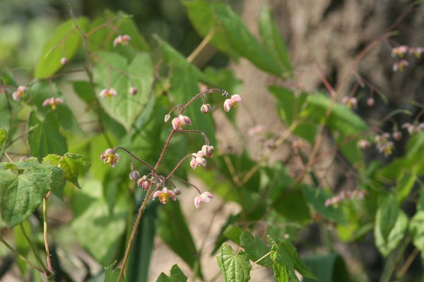 Epimedium x cantabrigiense