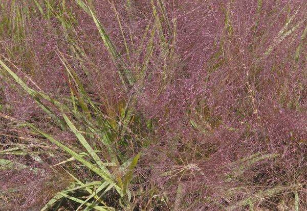 Eragrostis spectabilis, Purpur-Liebesgras