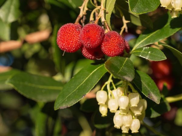 Westlicher Erdbeerbaum: Bei richtiger Pflege strahlen Frchte und Blten um die Wette