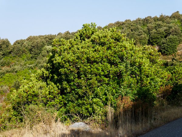Arbutus unedo ist typisch für mediterrane Landschaften