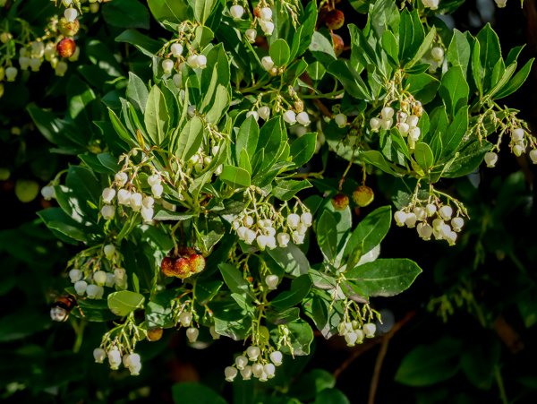 Im Oktober beginnt die Reife der Früchte von Arbutus unedo