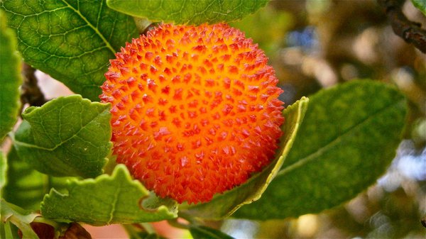 Erdbeerbaum Atlantic (Arbutus unedo)