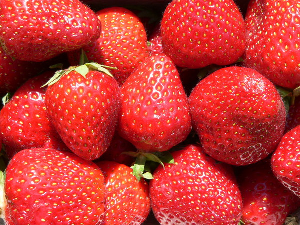 Erdbeere Malwina