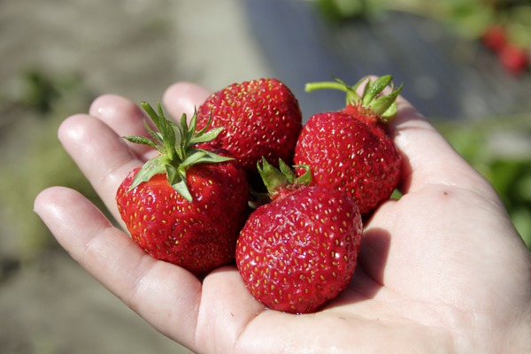 Erdbeeren pflanzen Erdbeere Parfum Fraisonette Lubera