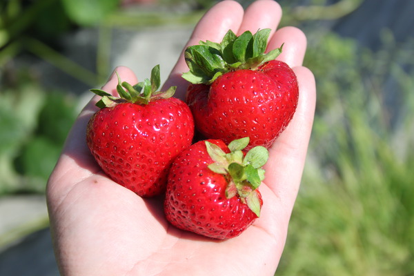 Erdbeersorten Erdbeere Schweizerduft Lubera