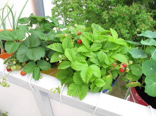 Erdbeeren auf dem Balkon