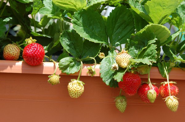 Erdbeeren im Balkonkasten