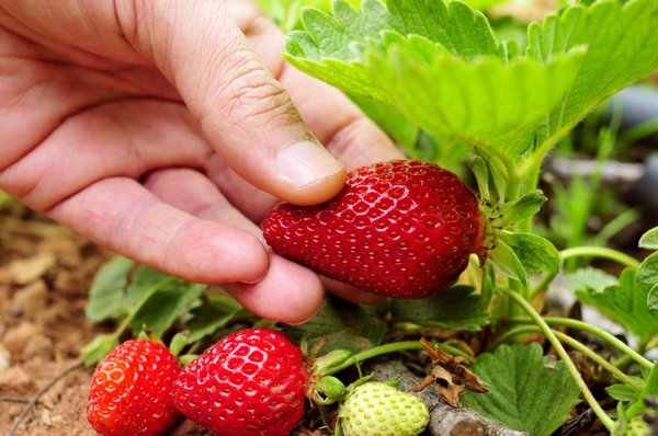 Immertragende Erdbeeren werden bis in den Herbst hinein geerntet
