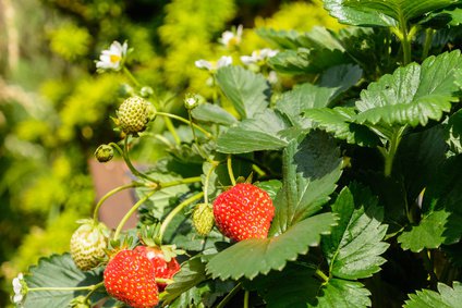 Erdbeere, Pflanze, Frchte und Blten