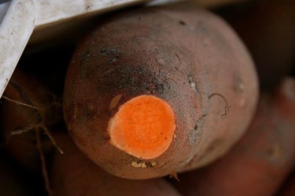 Süsskartoffel Ernte Burgundy Lubera