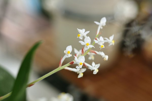 Erdorchidee Blüte