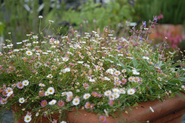 Erigeron karvinskianus 'Bltenmeer'