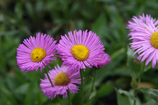 Erigeron speciosus 'Rosa Juwel'