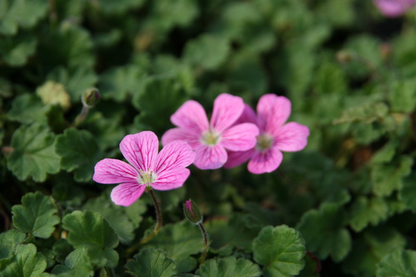 Erodium x variabile 'Bishop'