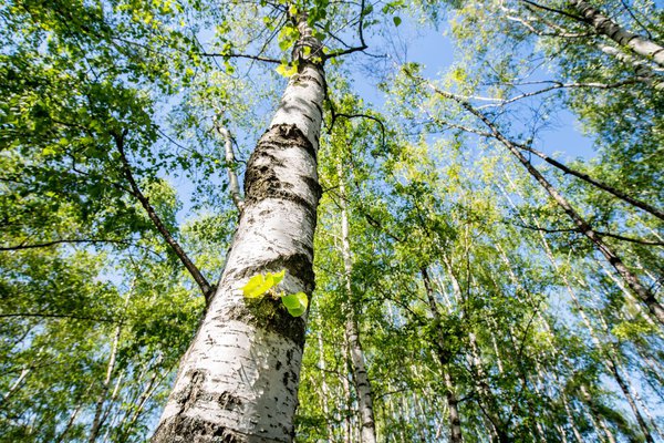 Birken gehören zu den essbaren Pflanzen