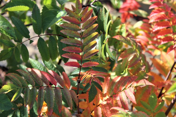 Sorbus aucuparia 'Edulis'  Herbstfärbung