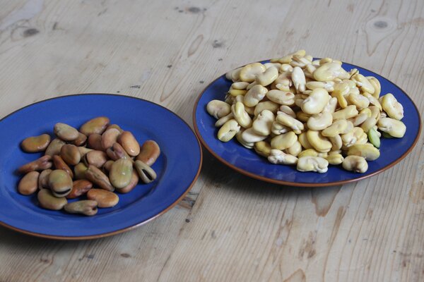 Essbare Stauden, kochen, Verwendung in der Kche, April