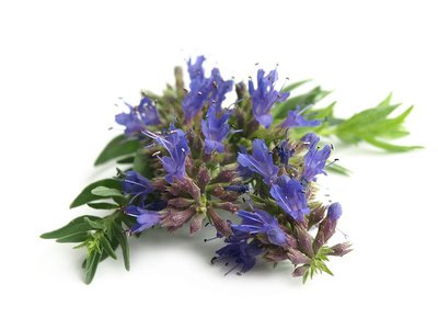 Blüte des Essigkrauts (Hyssopus officinalis)