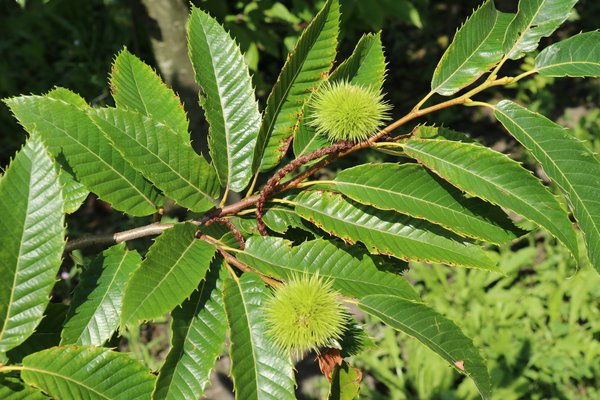 Chestnut trees (Castanea sativa) Lubera