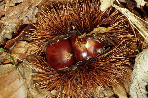 Esskastanien zubereiten Castanea sativa Maraval Lubera