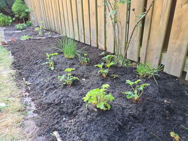 Mein erster Garten, der Garten im April, Jana Laura Lange