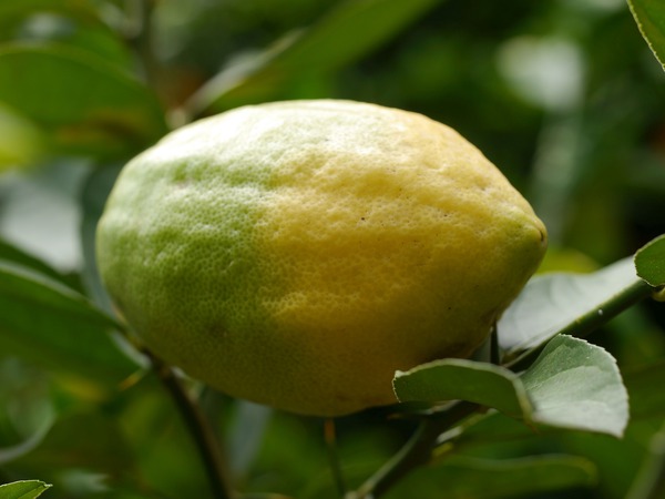 Die jüdische Zitrone