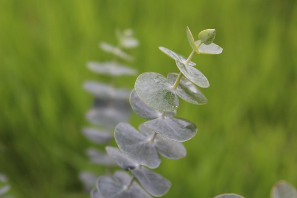 Eucalyptus gunnii 'Baby Blue', Eucalyptus pulverulenta 'Baby Blue'