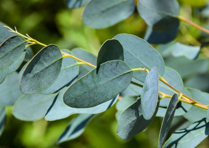 Eukalyptus - Medizin