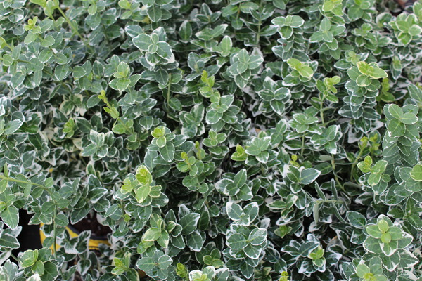Euonymus fortunei 'Emerald Gaity' - Immergrüne Kriechspindel