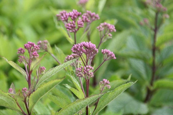 Eupatorium fistulosum 'Baby Joe' (S)