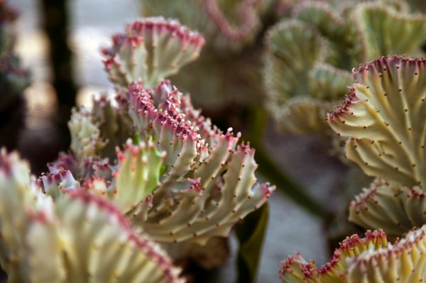 Euphorbia lactea „Cristata“