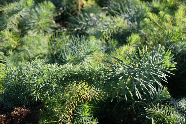 Euphorbia cyparissias