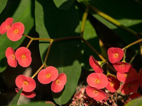 im 12cm Topf, Euphorbia millii Christusdorn Sorte: Grande, dunkelrosa