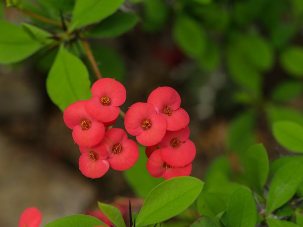 Christusdorn Euphorbia milii