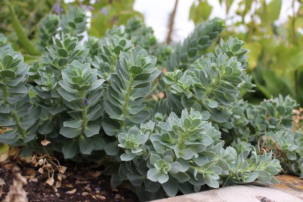 Euphorbia myrsinites Lubera