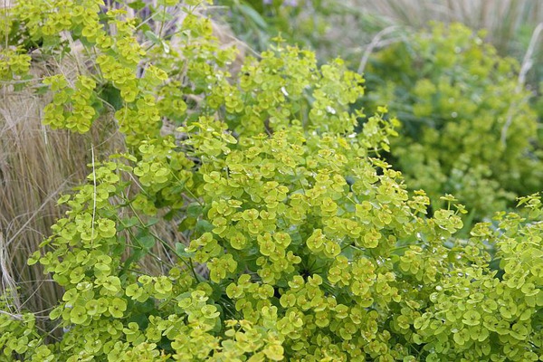 Euphorbia seguieriana ssp. niciciana