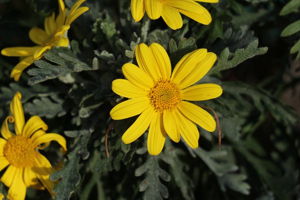 Gelbe Strauchmargerite (Euryops pectinatus) Gelbe Strauchmargerite (Euryops pectinatus)