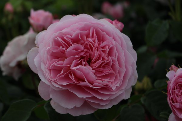 https://www.lubera.com/de/shop/rose-eustacia-vye_produkt-2283407.html