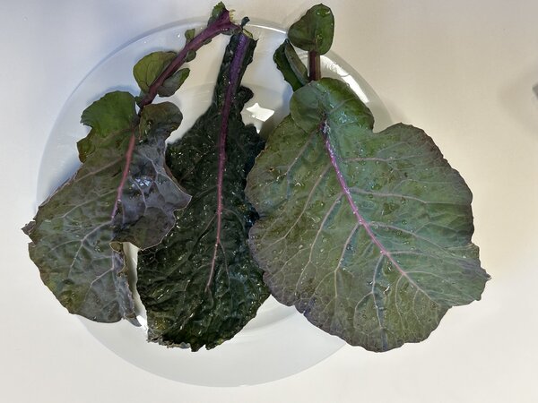 Everkale, Running Blush, Kohl, Brassica, Gemüse (Bra-ol 38) Everkale, Running Blush, Kohl, Brassica, Gemüse (Bra-ol 38)