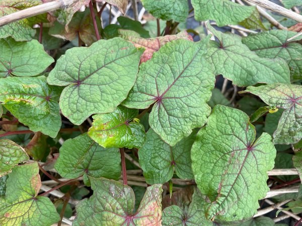 Baumspinat Fagopyrum cymosum, Ewiges Gemüse®, EverVeg® Baumspinat Fagopyrum cymosum, Ewiges Gemüse®, EverVeg®