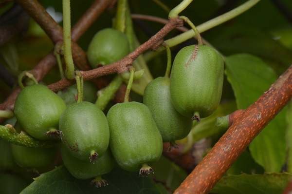 exotische früchte anbauen Traubenkiwi Vitikiwi Lubera