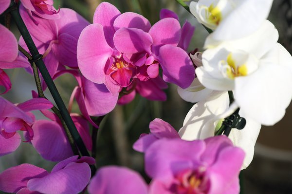 Falterorchidee, Phalaenopsis