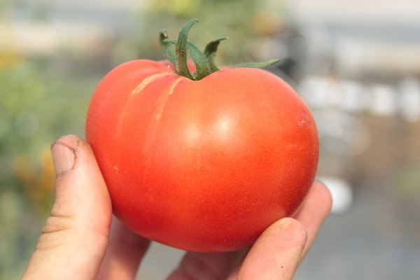 Freilandtomate 'Fantasio' (Solanum lycopersicum) Freilandtomate 'Fantasio' (Solanum lycopersicum)