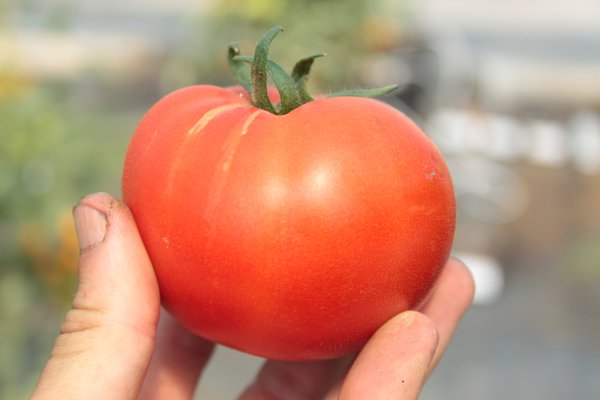 Freilandtomate 'Fantasio' (Solanum lycopersicum)