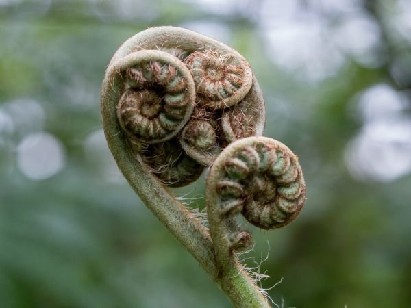 Dicksonia antarctica